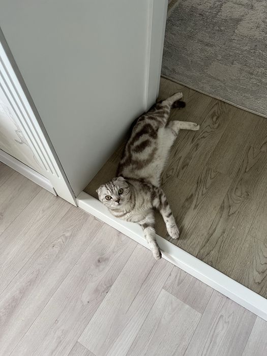 вислоухие кошка 8 мес, цену Договоримся, Шымкент