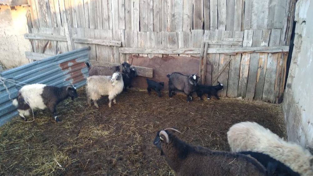 Қой қозы,ешкі лақ.