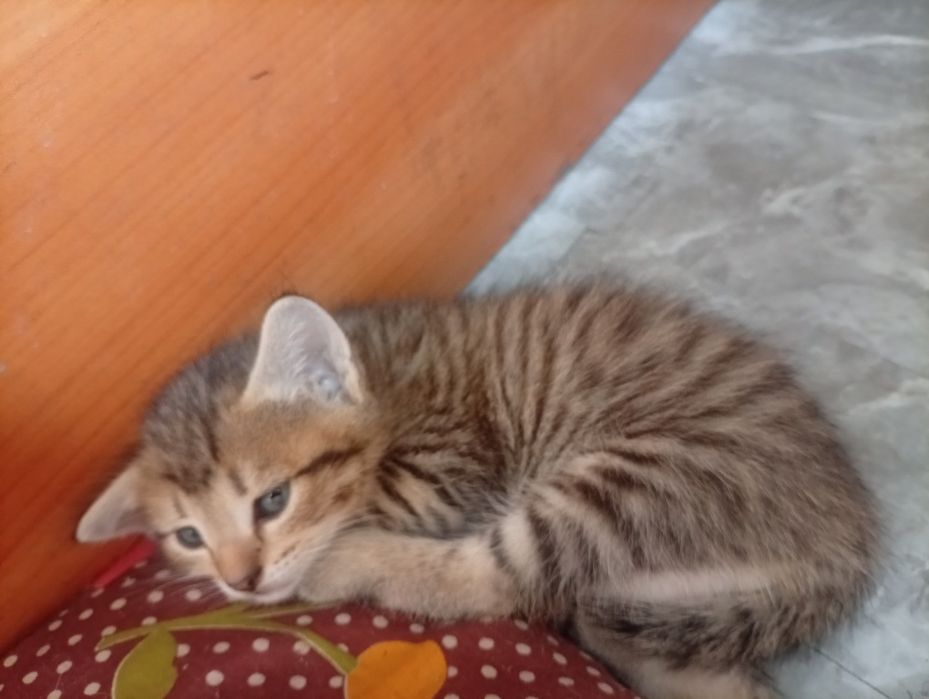 Котята бесплатно