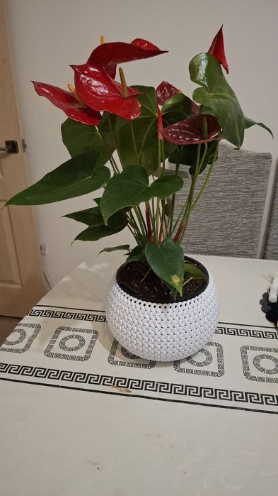 Комнатные цветы красивые,ухоженные