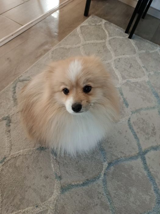 Продам собаку, померанский шпиц