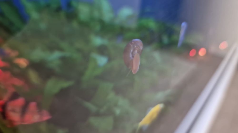 Улитки аквариумные