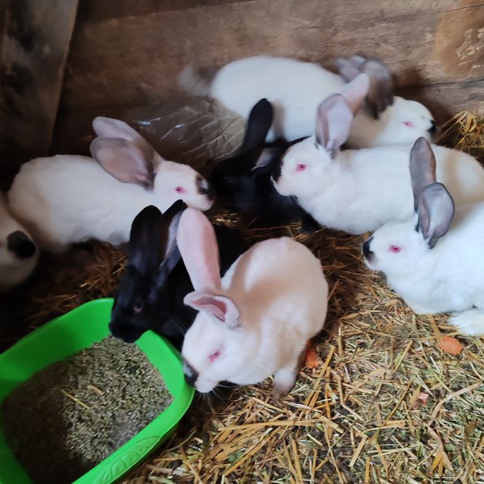 Iepuri uriaș transivania de vinzare