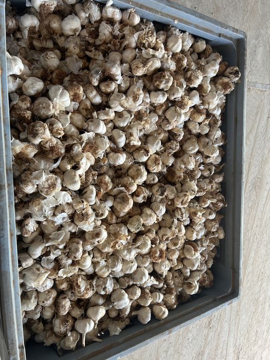 Usturoi de pus in pământ și de consum