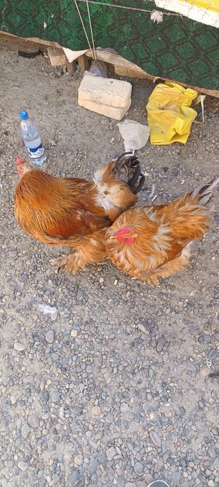 Брама хурозлар 2та