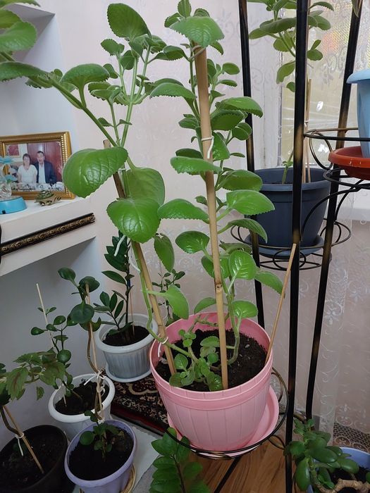 Цветы комнатные недорого