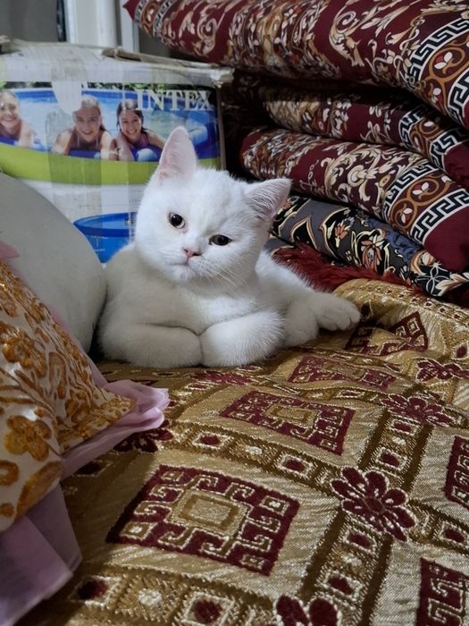 Скотиш Страйт, котёнок 6 месяцев