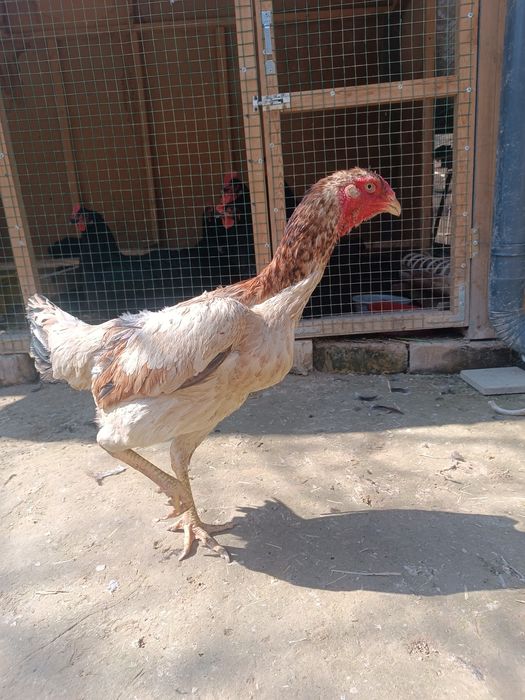 Dakan tovuq yaxshzot