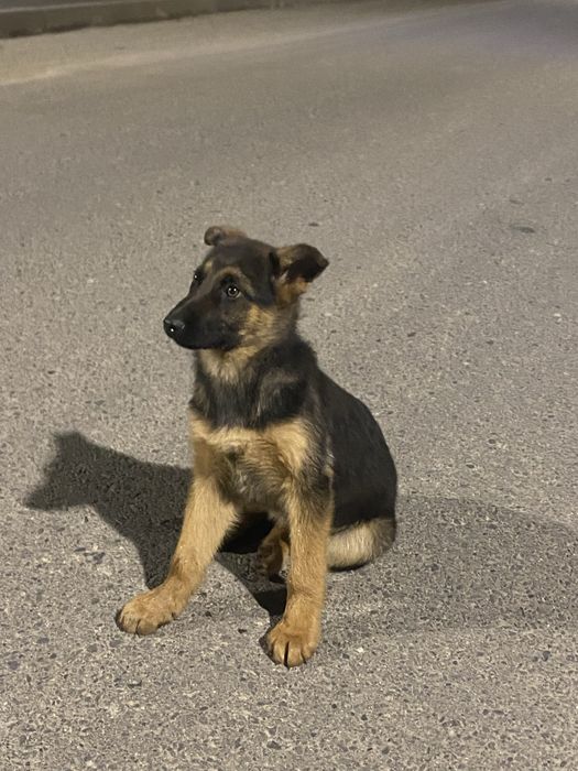 Немецски овчарка