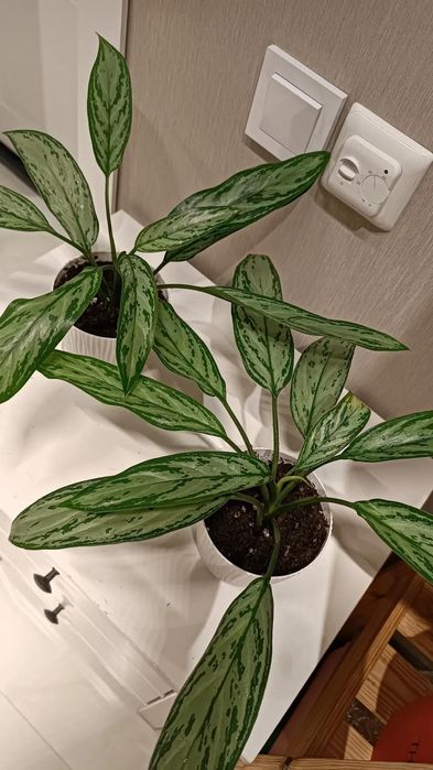 Продам комнатные растения