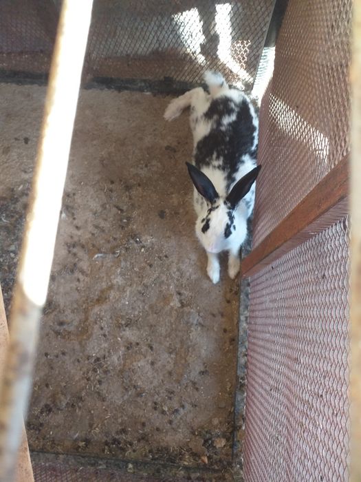 Erkak quyonlar soglom