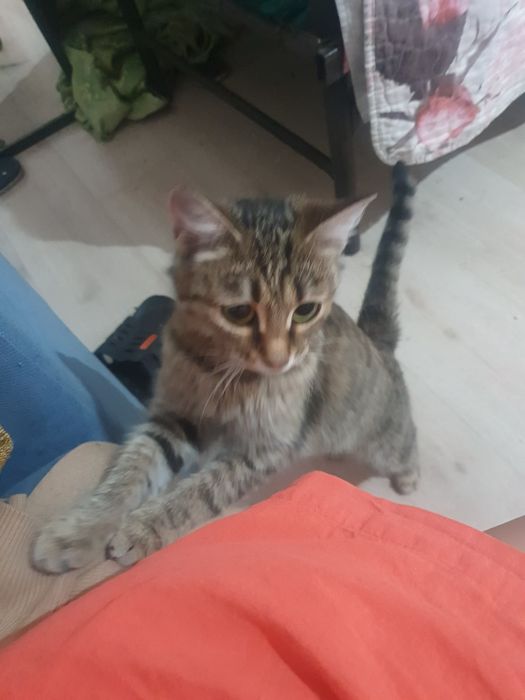 Котята очаровательные