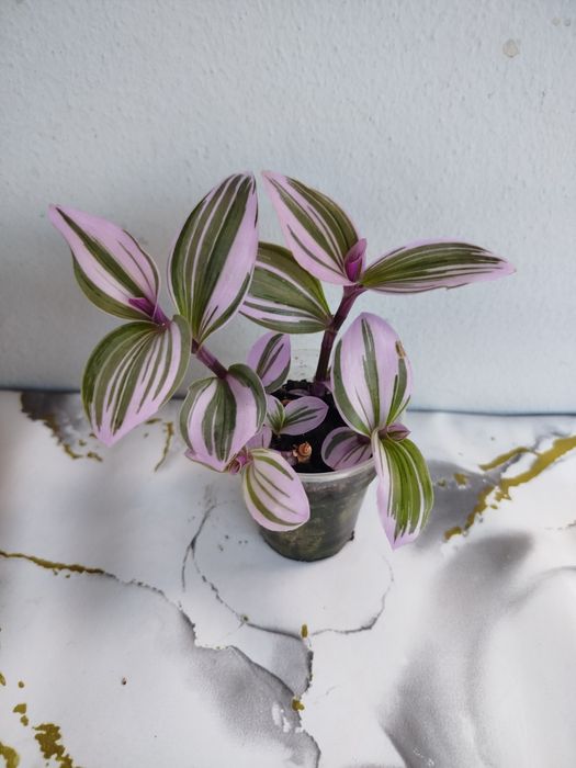 Продам традесканцию Нанук