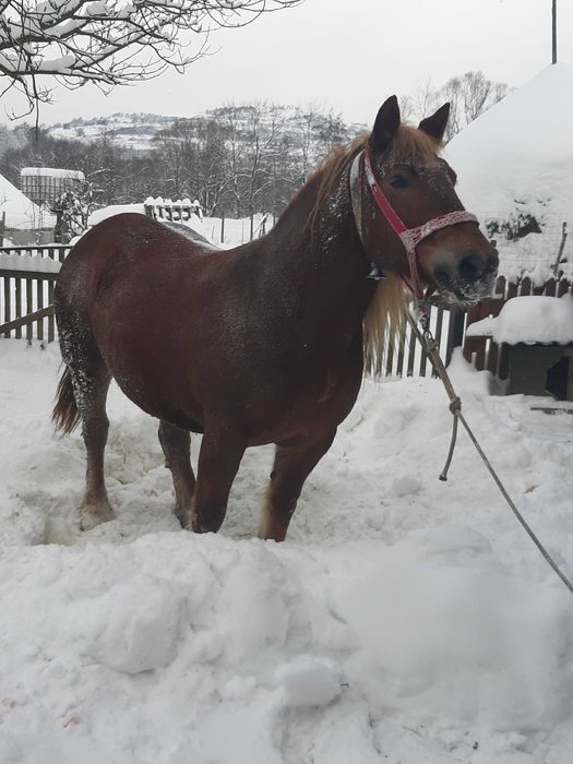 Cai de vanzare maramures