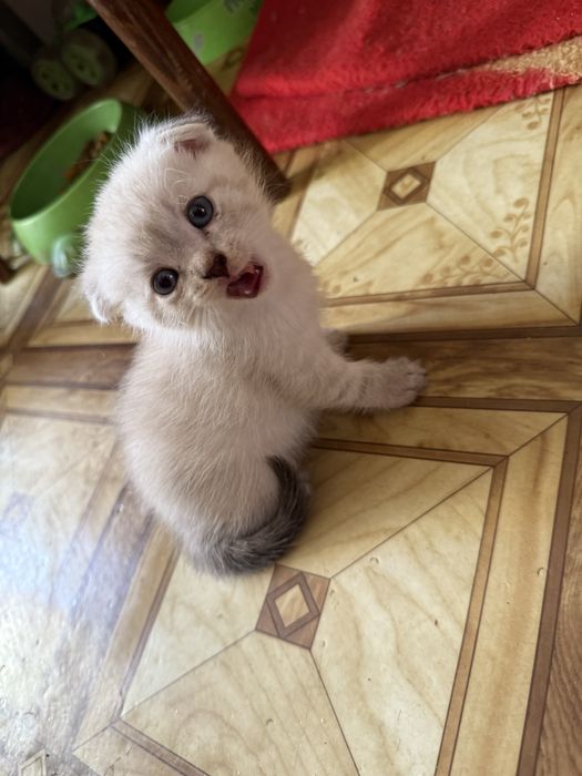 Отдам котят, 2 мальчика и 1 девочка