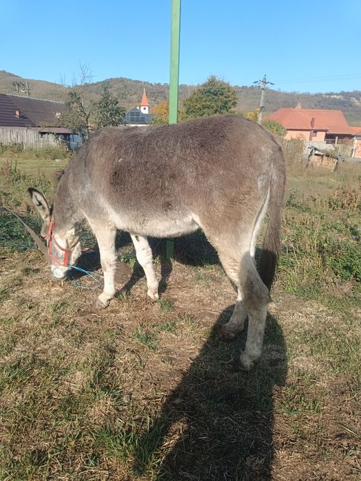 Vând măgar învățat între oi cuminte