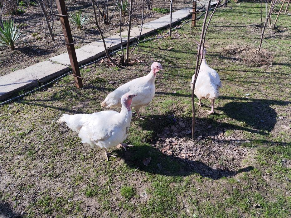 Курка Биг 6 , Индюк