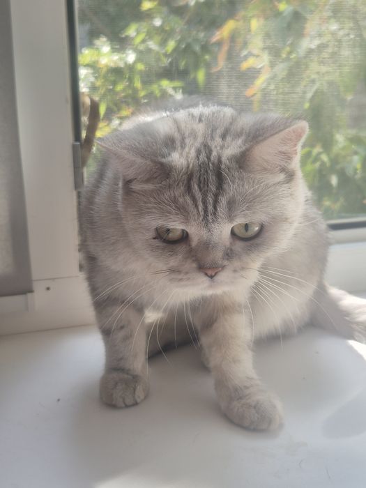 Кошка. Британская короткошерстная
