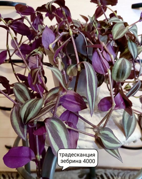 Комнатные растения