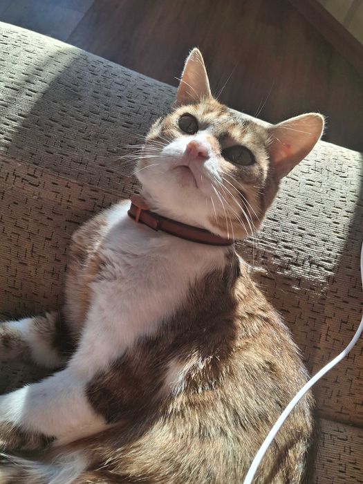 Пропал кот в наурызбайском районе