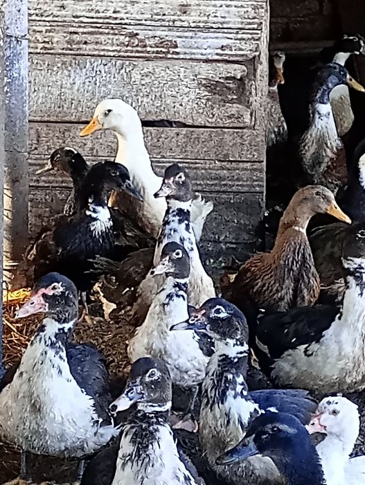 Неми патици,мускусни-бартер.