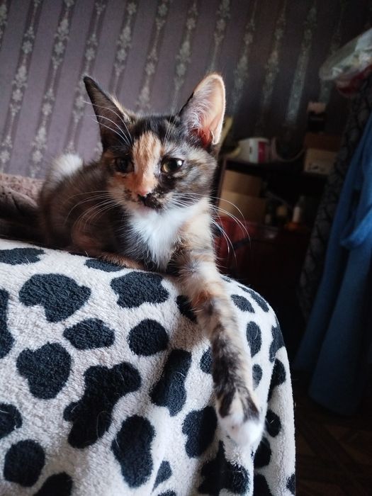 Котёнок, трехцветная девочка