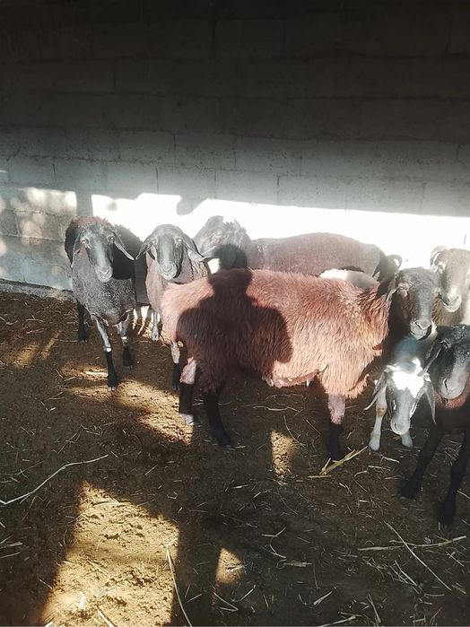 Sog’lom va semiz qo’ylar sotiladi