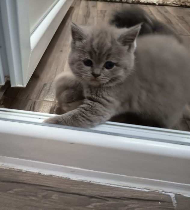 Pui de vânzare 8 săptămâni