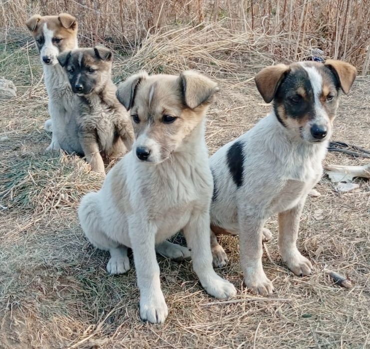 Щенята  ждУт любящих хозяев