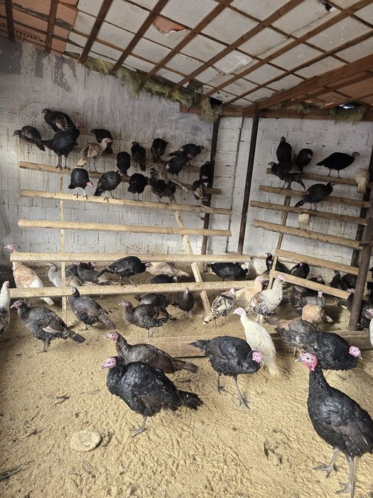 Индюк тер сатылады