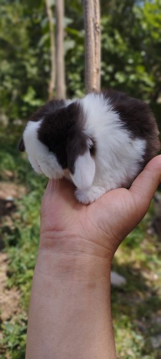 Karlik quyonchalar sotuvda 100 mindan