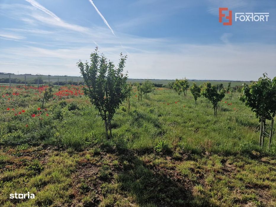 Teren extravilan de 3500 mp de vanzare in Remetea Mare