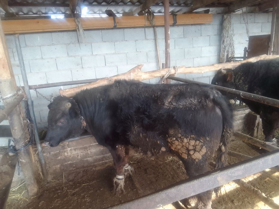 Бычки, бука, бычок