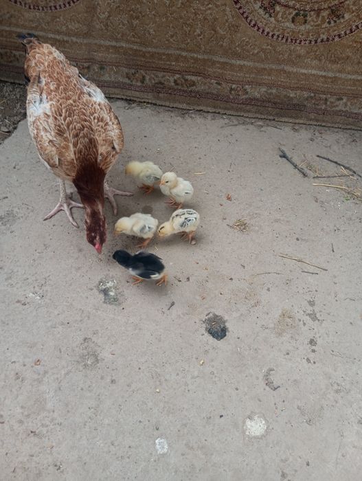 Бойцовые цыплята