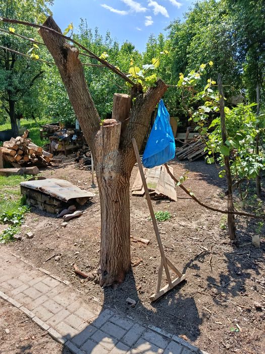 Trunchi dud bătrân