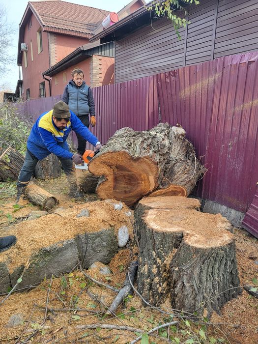 Агаш кесемиз спил деревьев
