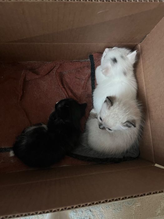 Котята 1 мальчик 2девочки