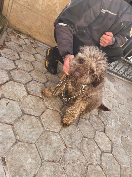 Кучета за трюфел