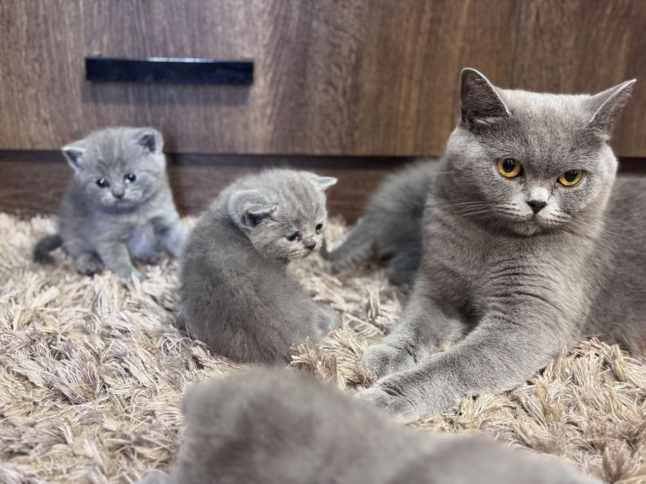 Британски Късокосмести