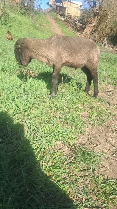 Miel carabas sarbesc