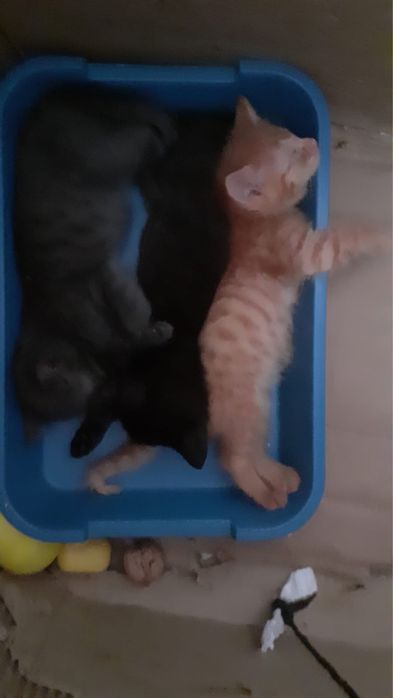 отдам котят Бесплатно