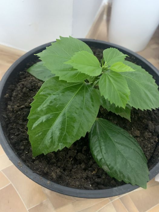 Комнатные растения