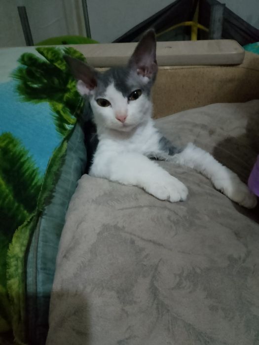 Продам котенка- сфинкс Браш