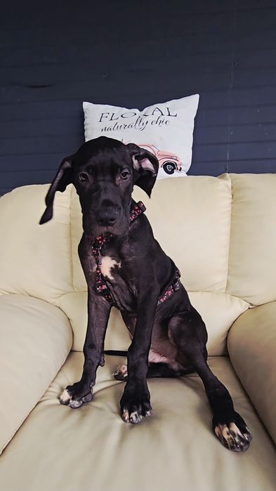 Mascul Dog German  (great dane)4luni