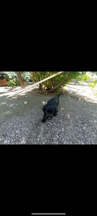 Продаю собака ...