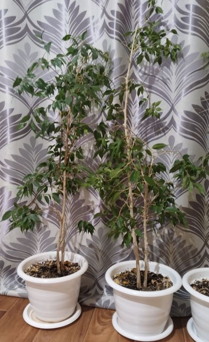 Комнатные растение