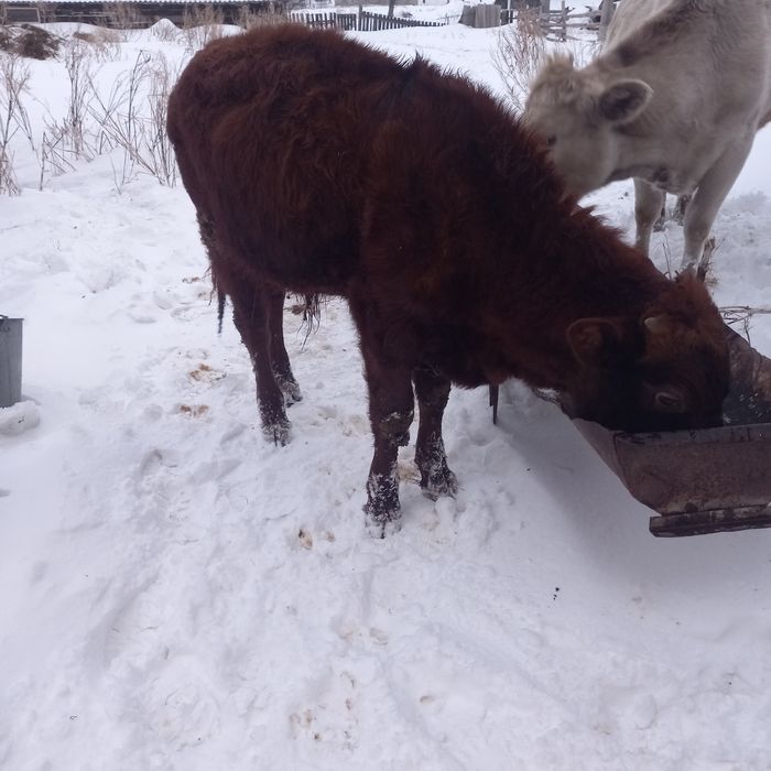 Продам бычка и телочку