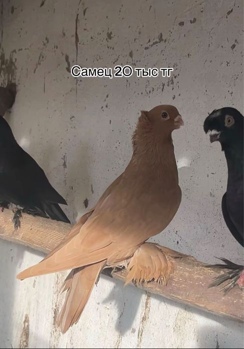Продажа голубей голуби