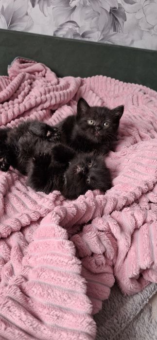 Шотландский котёнок страйт