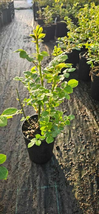 Рози (Щамбови, храстовидни и влачещи)